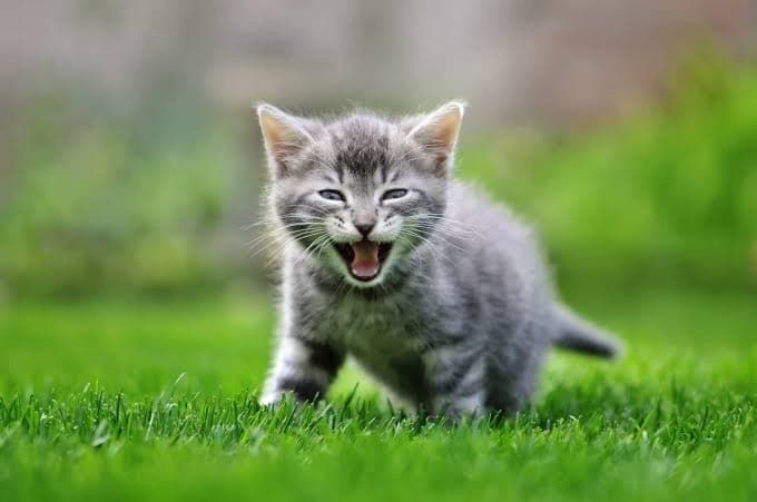 Do cats feel cold? How to keep your cat warm and healthy in winter