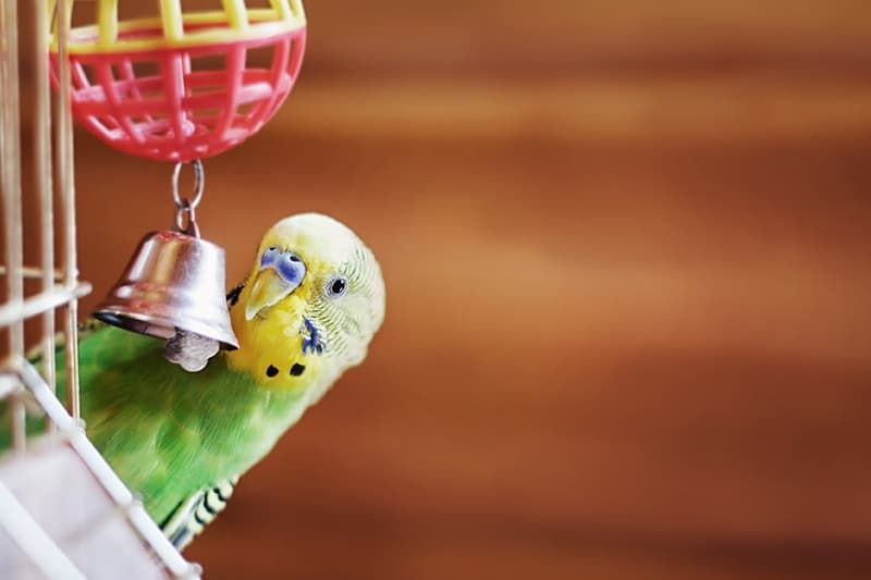 5 great first pets that will inspire a lifelong love of animal in your child