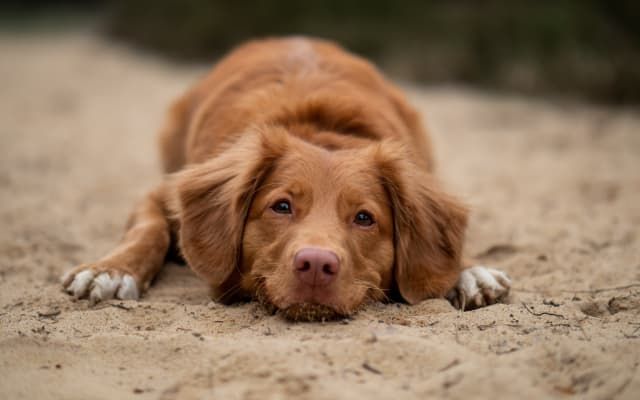 Millennials and Gen Z are ‘Gentle Parenting’ Their Dogs—It’s a Problem