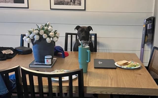 Owner Receives Dog’s Report Card From Daycare, Learns Something Unexpected