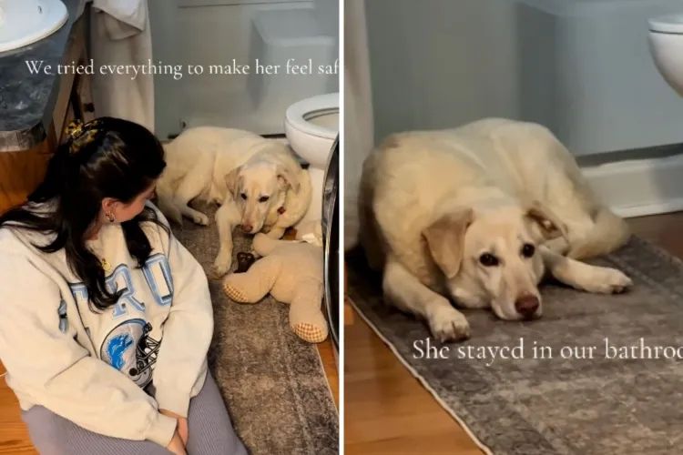 Couple Fostered ‘Most Shut Down’ Senior Dog—Weeks Later, Came the Twist