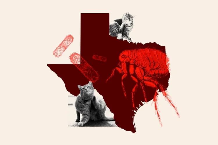 Cat Fleas Linked to Fatal Human Disease in Texas