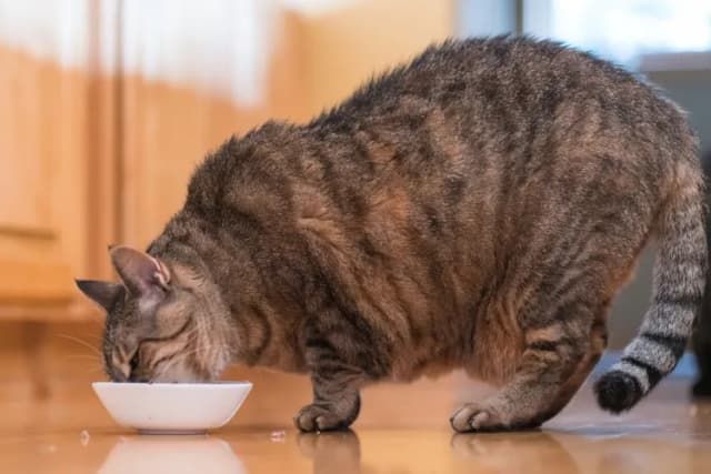 A Vet Reveals 5 Signs Your Cat May Be Overfed—One Is Easy To Miss