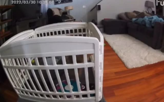 Anxious Puppies and the Limits of Crate Training for Dogs